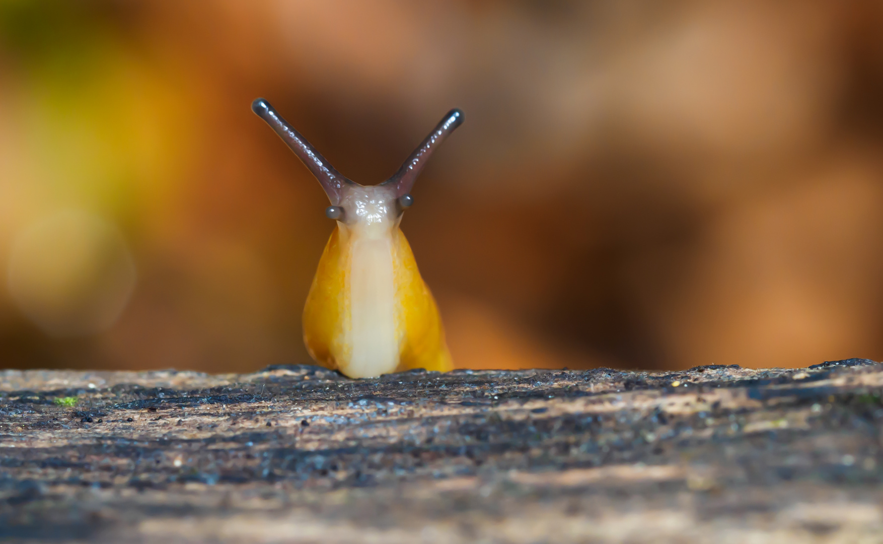 Pilzschnegel (Malacolimax tenellus)