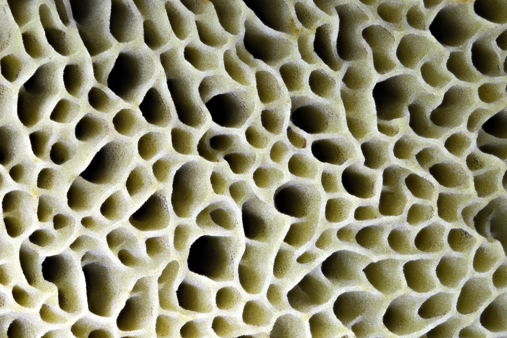 Pilzstruktur