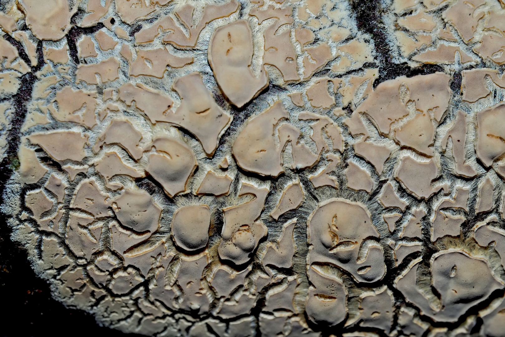 Pilzstrukturen auf vermodertem Holz im Wald. - Champignons sur une vieille souche d'arbre...