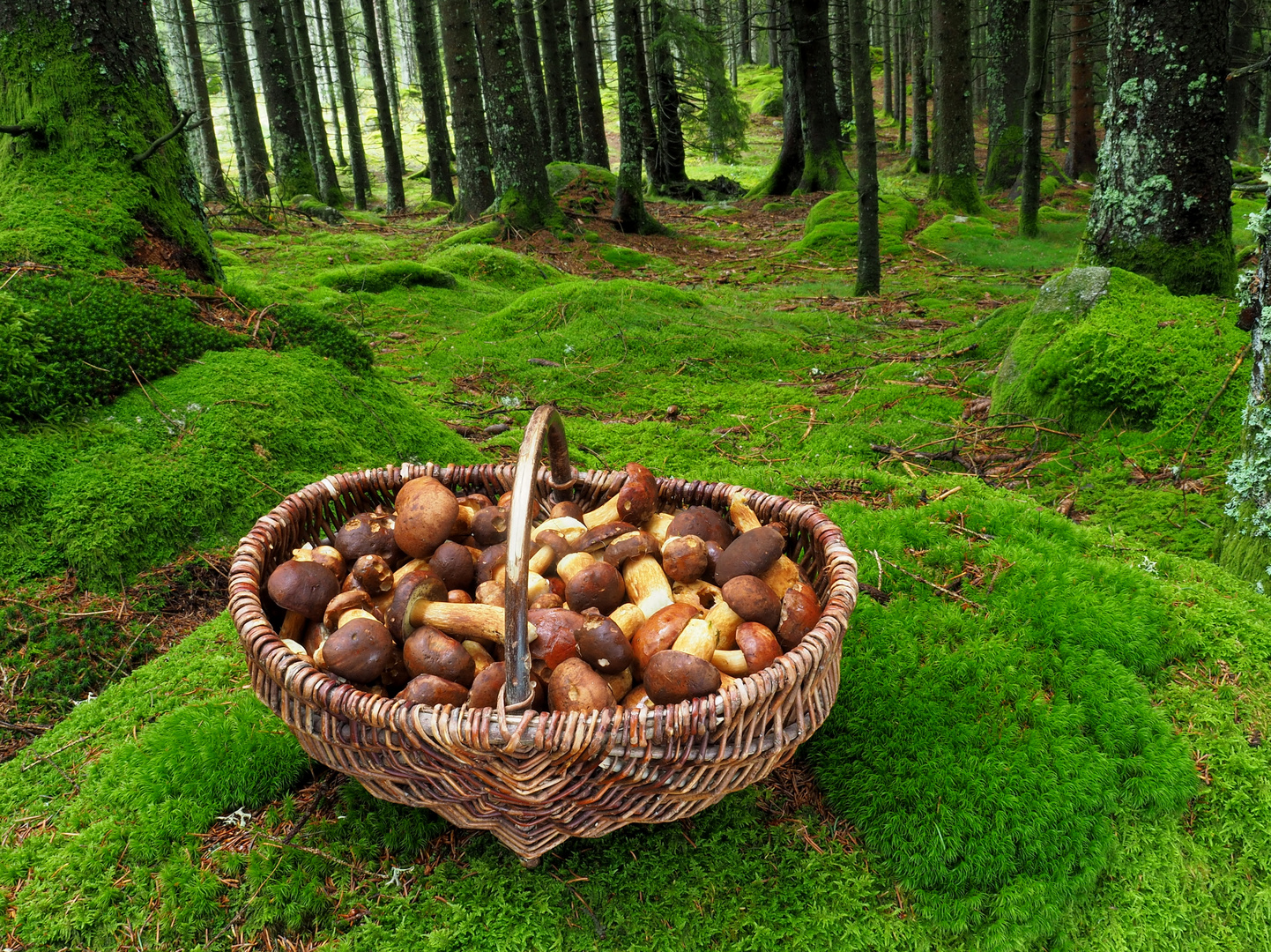 Pilzsuche im Maronenwald