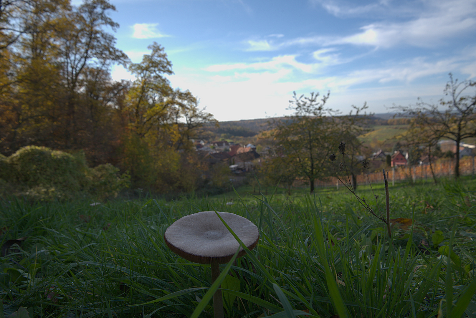 Pilztisch mit Aussicht