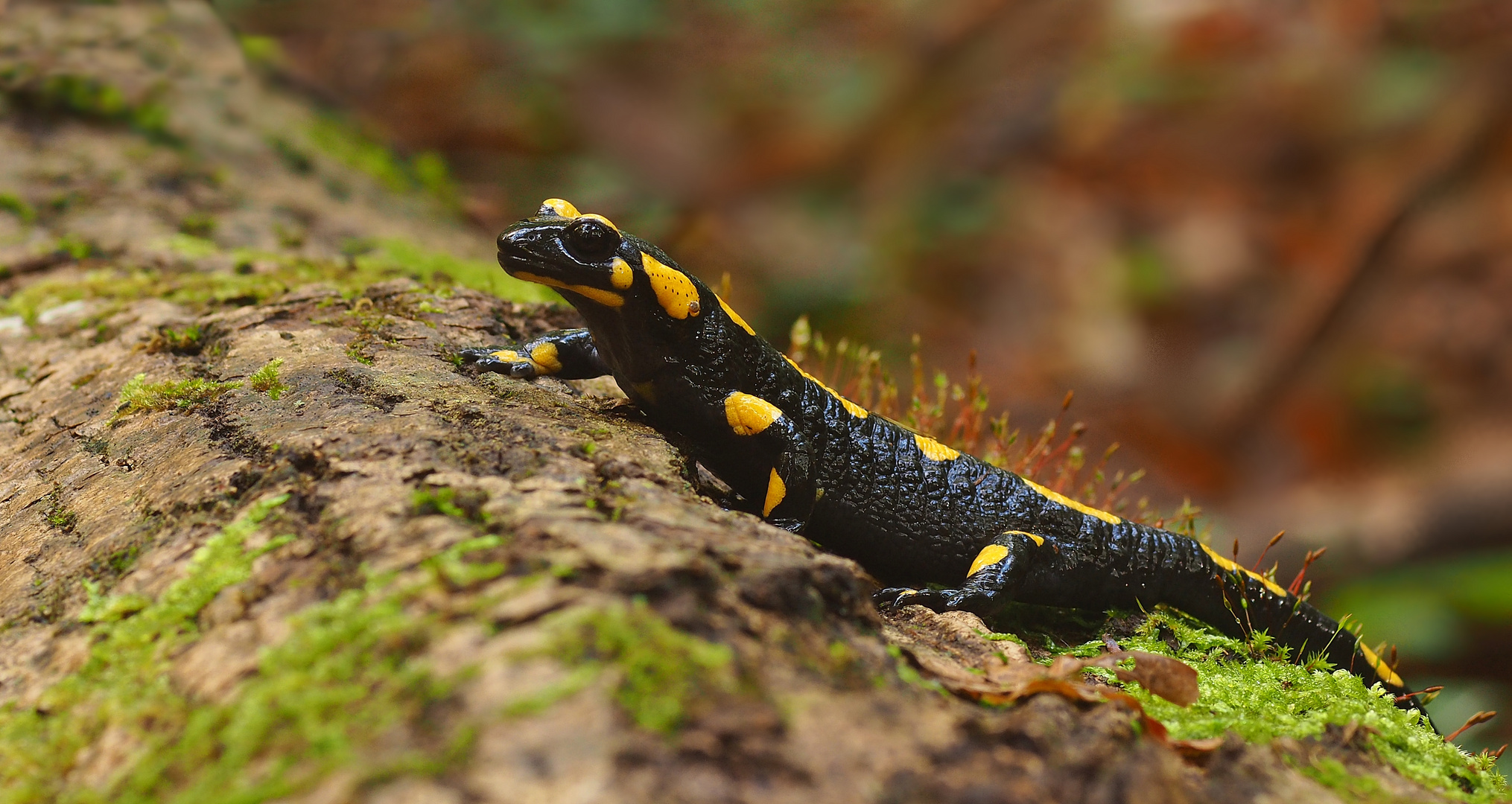 Pilztour ohne Salamander - geht ja mal gar nicht...