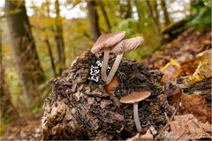 Pilztrio im Herbstwald