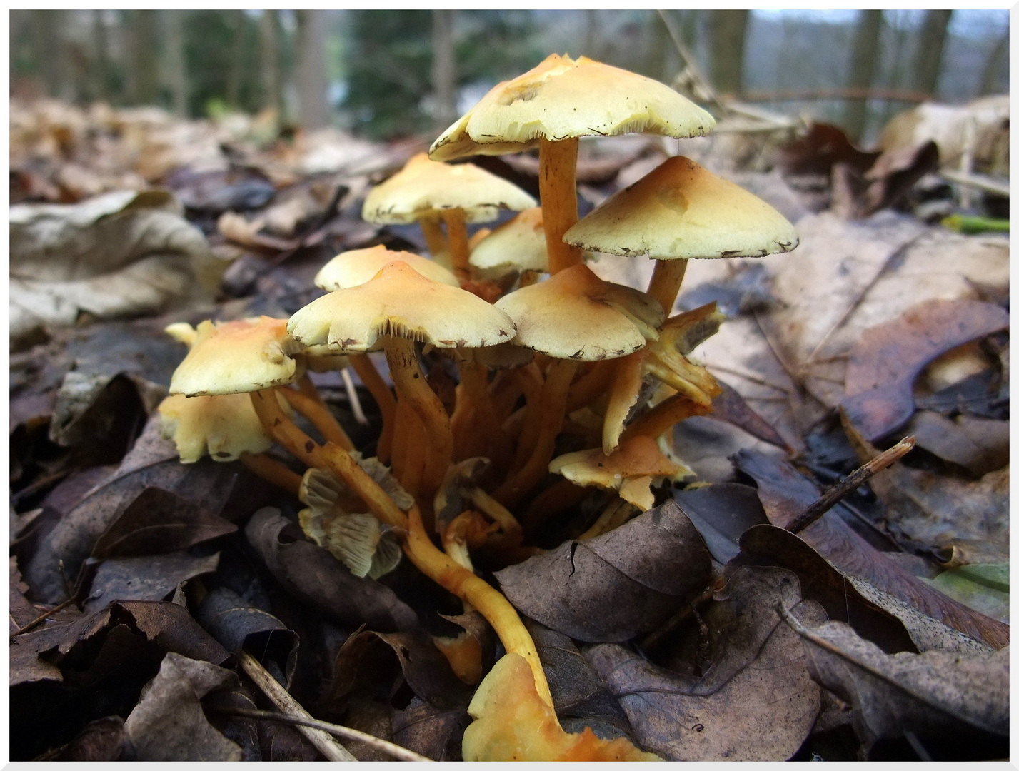 Pilz(versammlung)