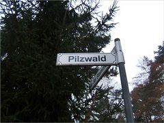 Pilzwald