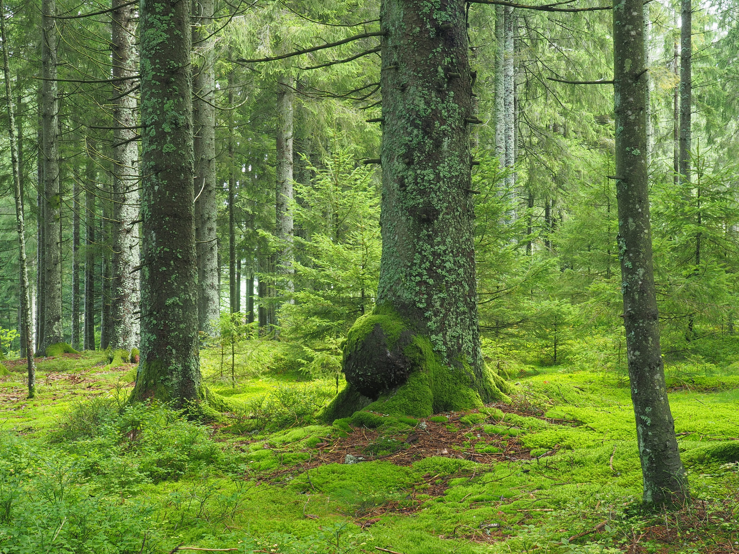 Pilzwald bei Schonach im Schwarzwald