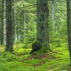 Pilzwald bei Schonach im Schwarzwald