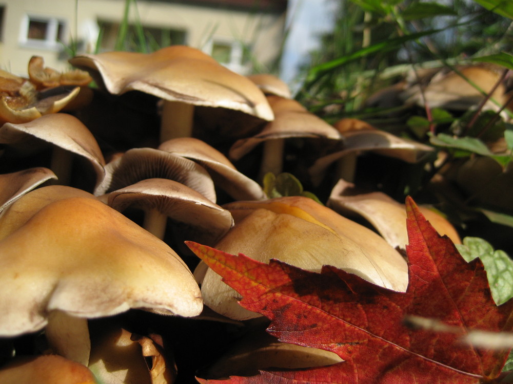 Pilzwald im Herbst....