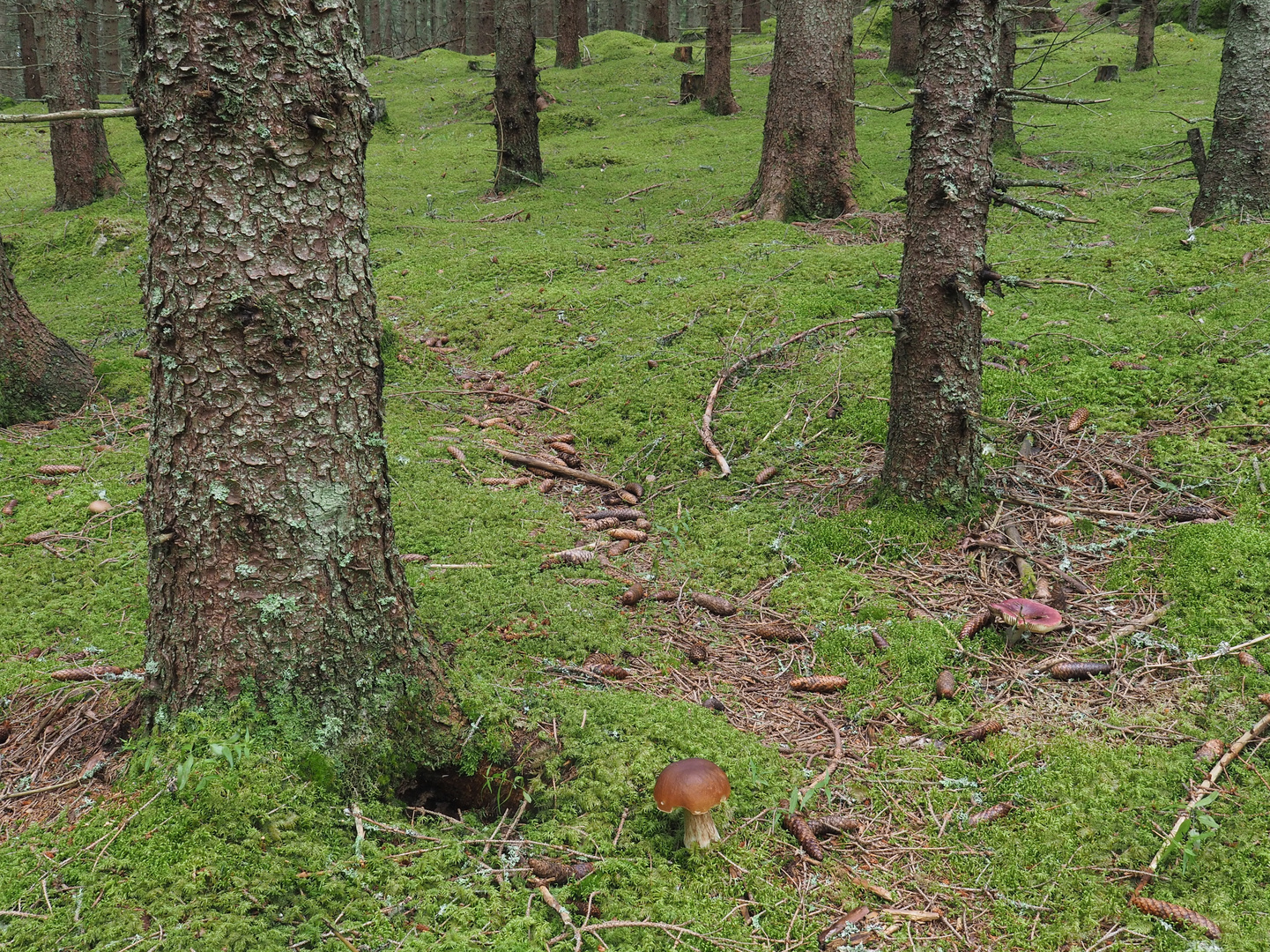 Pilzwald mit Fichtensteinpilz