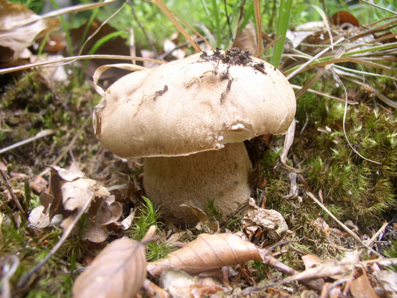 Pilzwanderung in Nähere Umgebung !