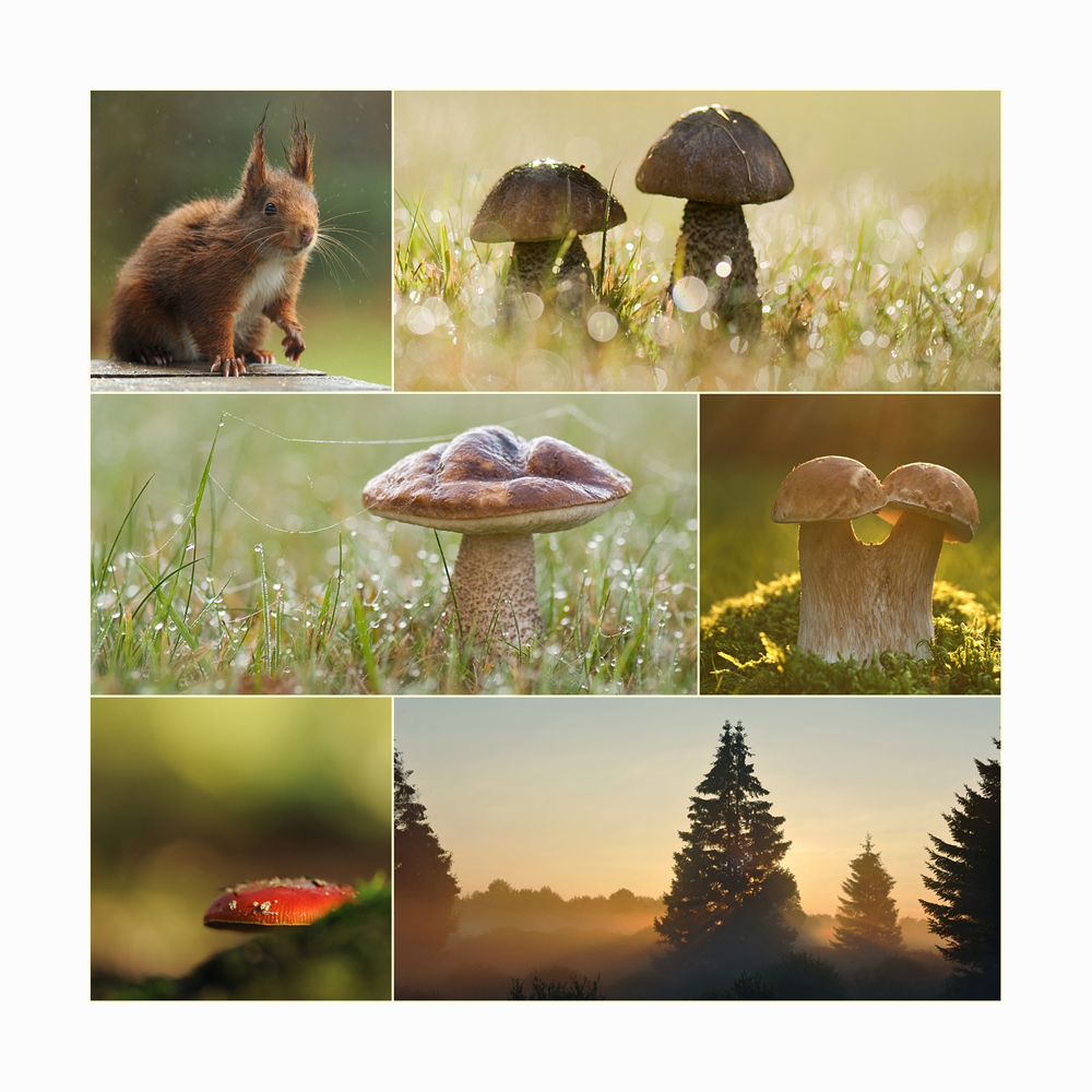 Pilzzeit Foto & Bild spezial, collagen, fotokunst Bilder auf