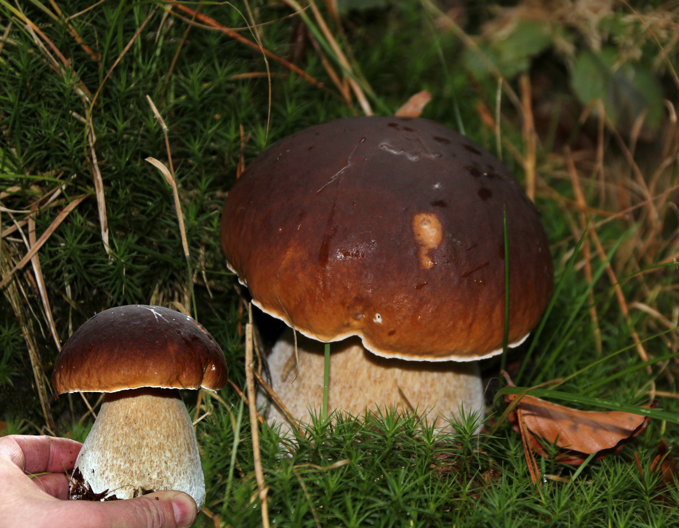 Pilzzeit Foto & Bild wald, natur, pilze Bilder auf