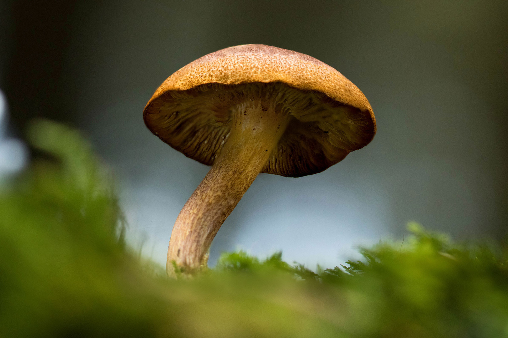 Pilzzeit Foto & Bild pflanzen, pilze & flechten, pilze & flechten