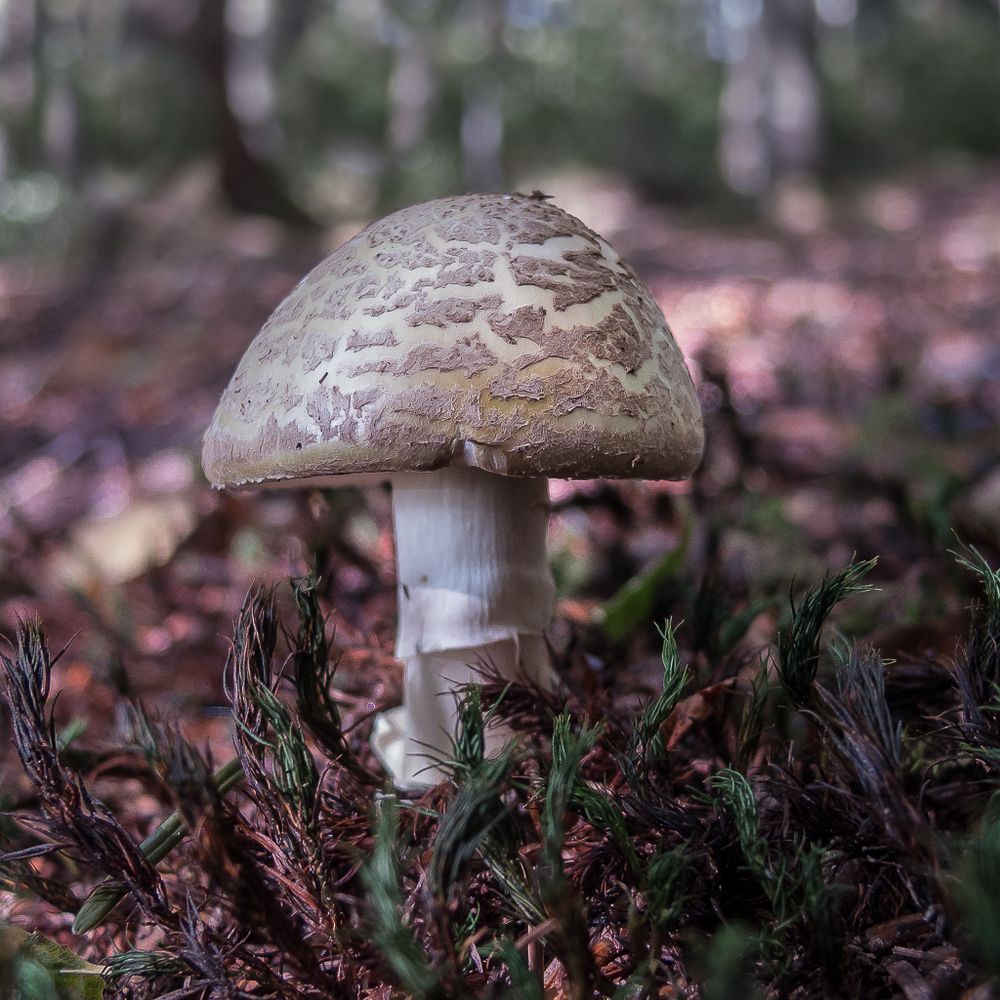 Pilzzeit! Foto & Bild natur, herbst, pflanzen Bilder auf