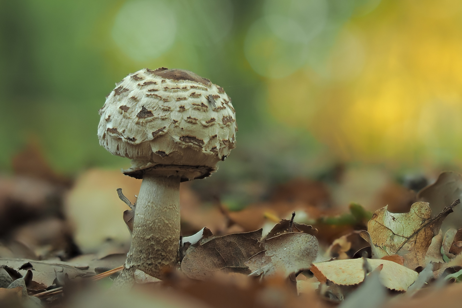 Pilzzeit Foto & Bild pflanzen, pilze & flechten, pilze & flechten