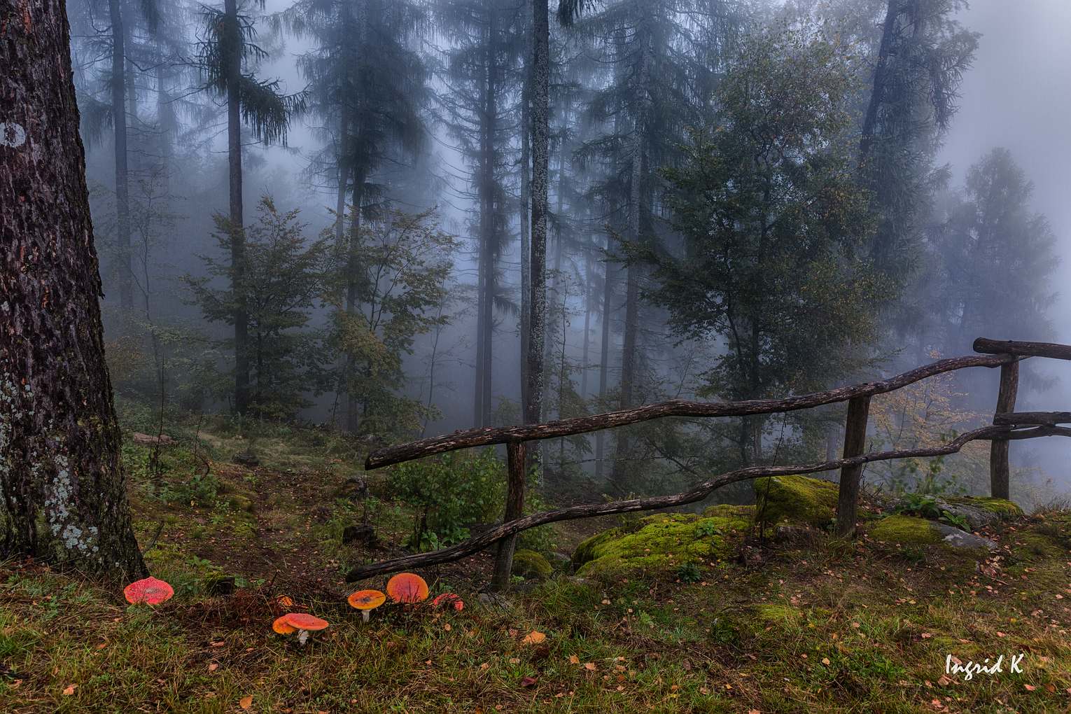 Pilzzeit im Pfälzerwald