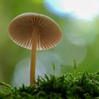 Pilz_zum Herbstanfang