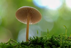 Pilz_zum Herbstanfang