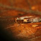 Pilzzungensalamander (Bolitoglossa peruviana)