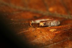 Pilzzungensalamander (Bolitoglossa peruviana)