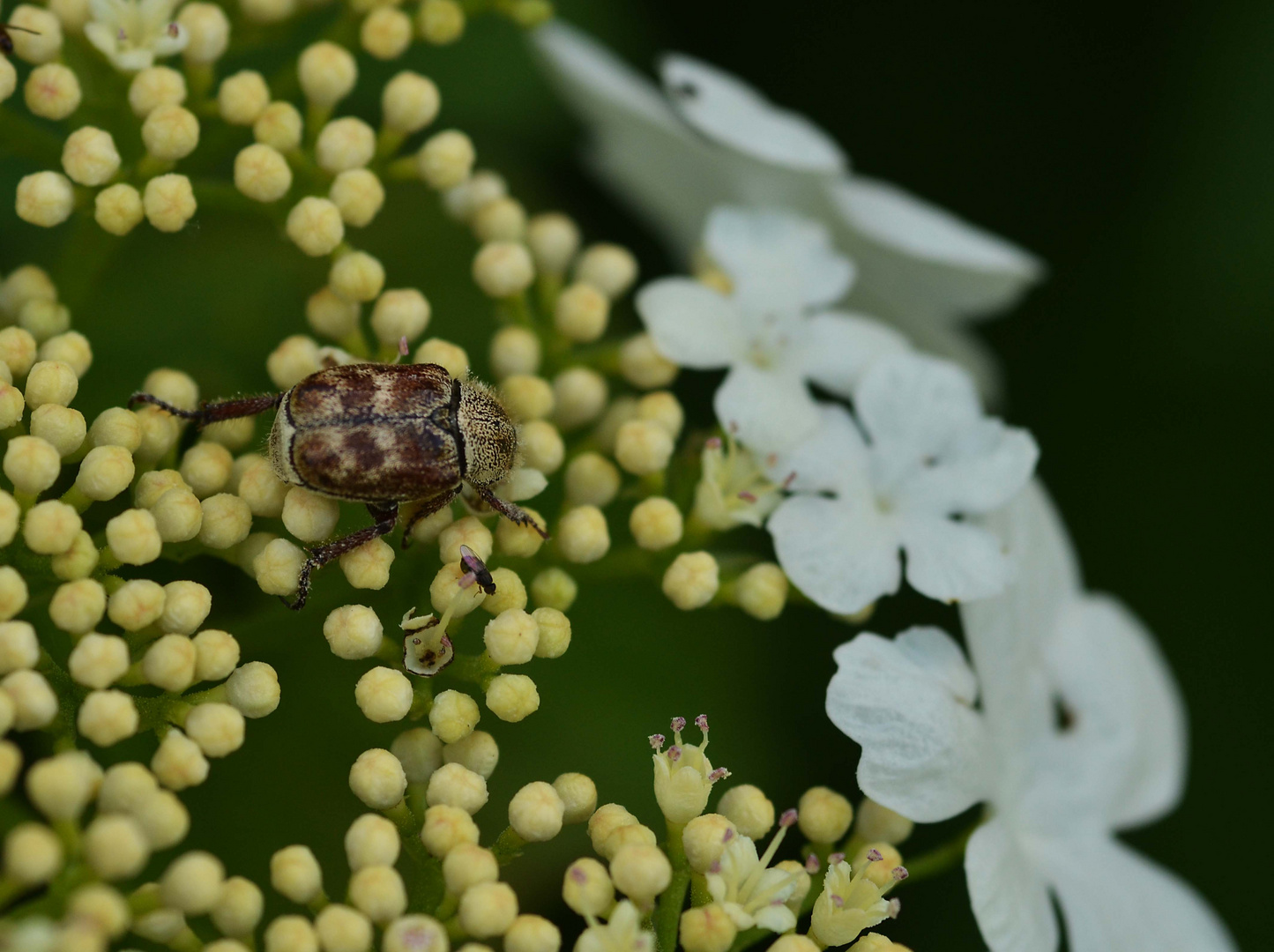 pimbina flower 2