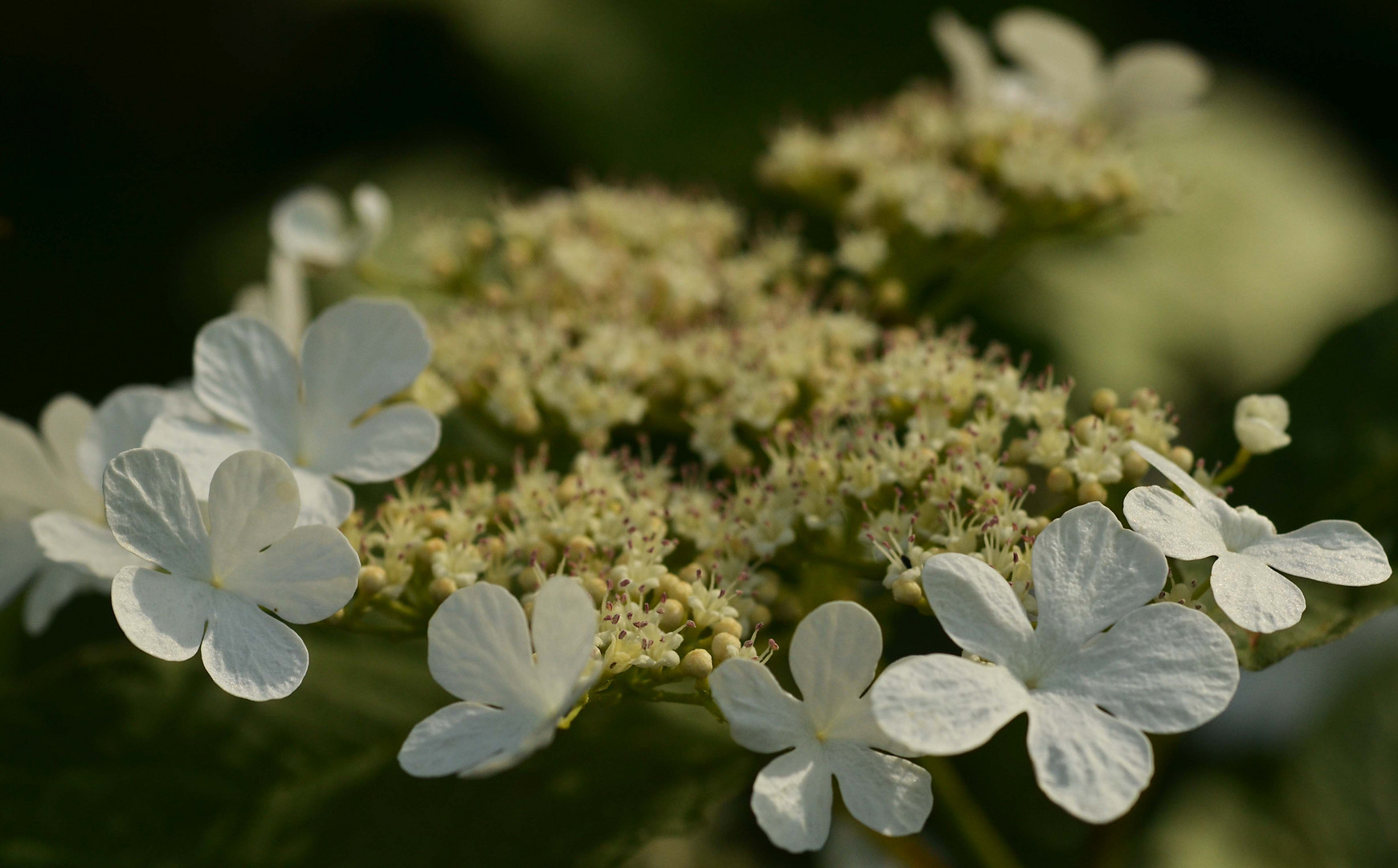 pimbina flower