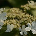 pimbina flower