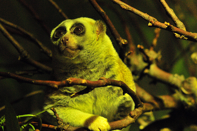 Pimboli - Plumplori im Nachttierhaus - Zoo Berlin