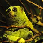 Pimboli - Plumplori im Nachttierhaus - Zoo Berlin