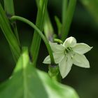 Pimiento de Padron