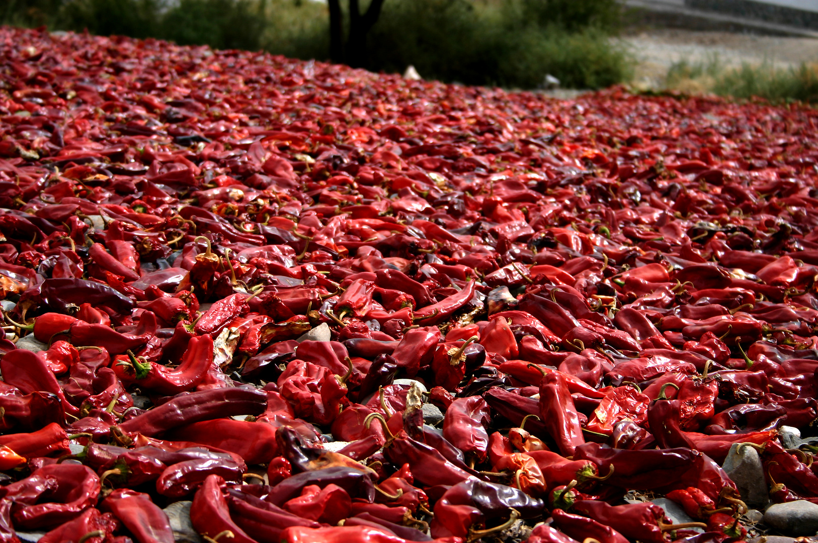 Pimientos