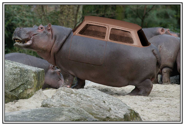 pimp my hippo ...