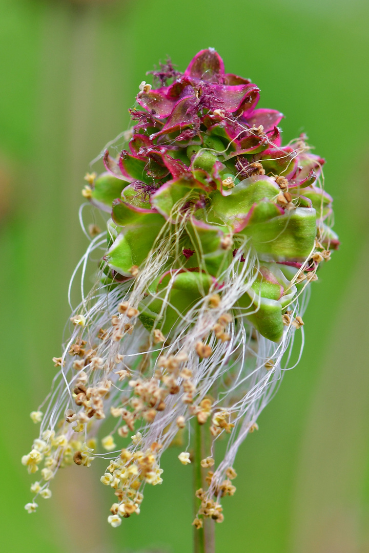 Pimpinelle oder kleiner Wiesenknopf.