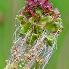 Pimpinelle oder kleiner Wiesenknopf.