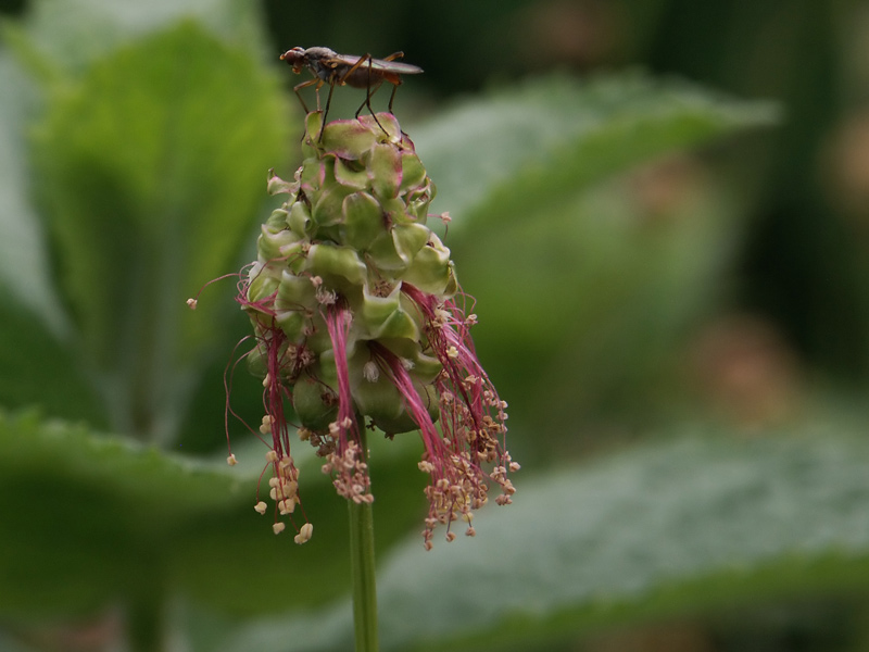 Pimpinellen - Blüte...