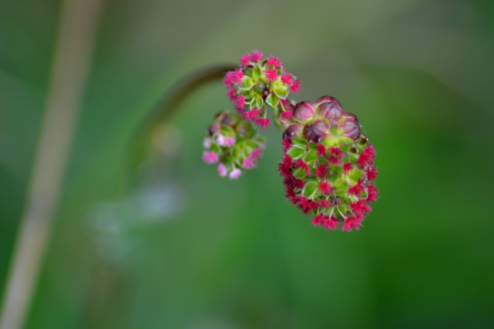 Pimpinelli Blüte