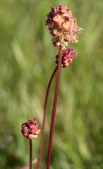 Pimpinellle_596_5696_Wiesenknopf oder