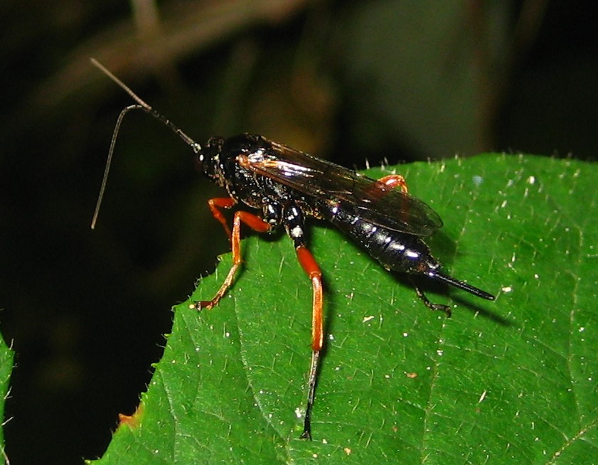 Pimpla cf instigator, bestimmt von Gerdt Ginko