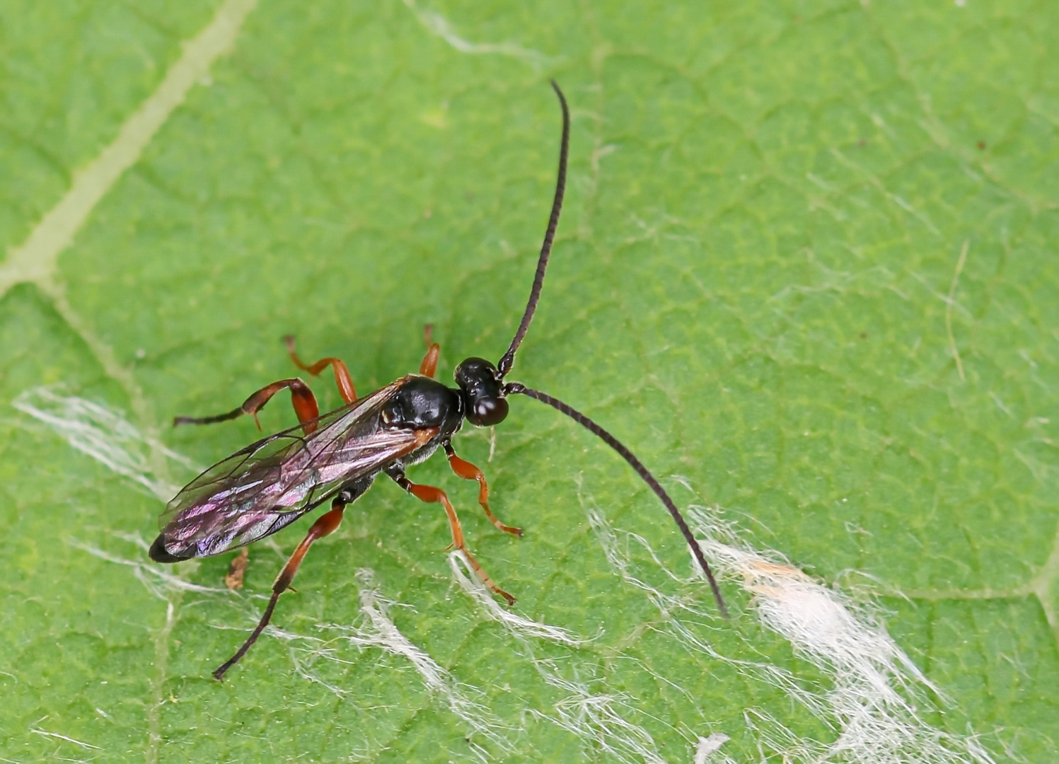 Pimpla rufipes, Männchen