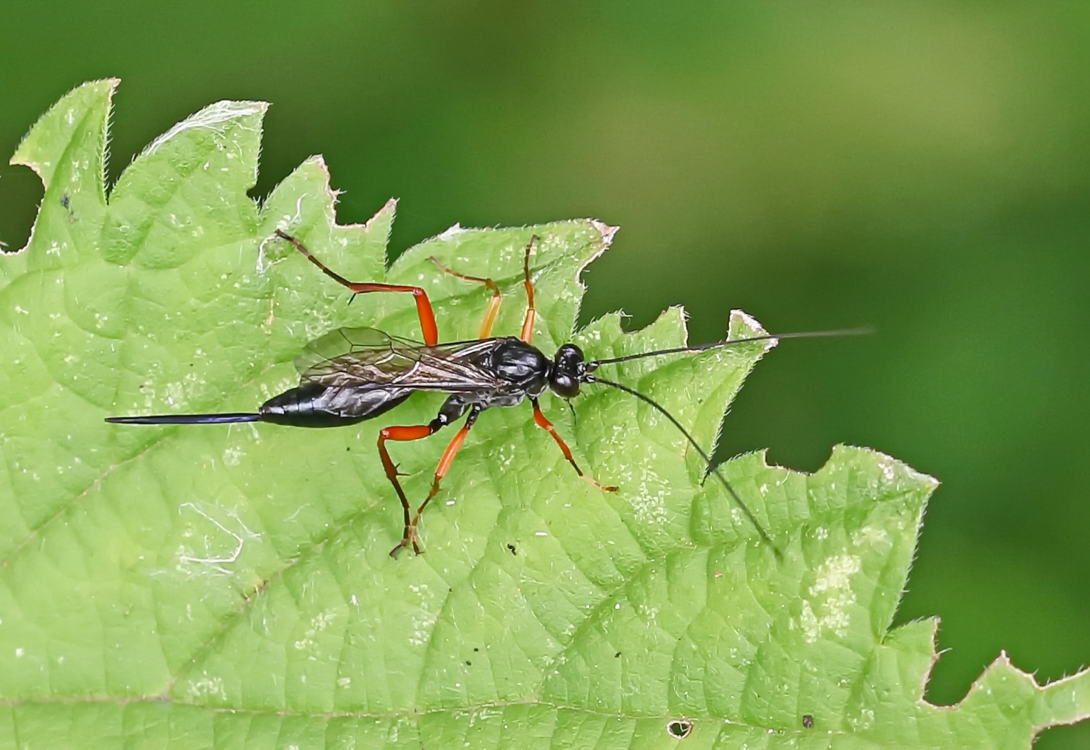 Pimpla rufipes,Weibchen