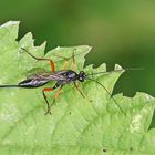 Pimpla rufipes,Weibchen