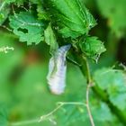 Pimplinae sp._Schlupfwespe und Opfer Puppe Admiral