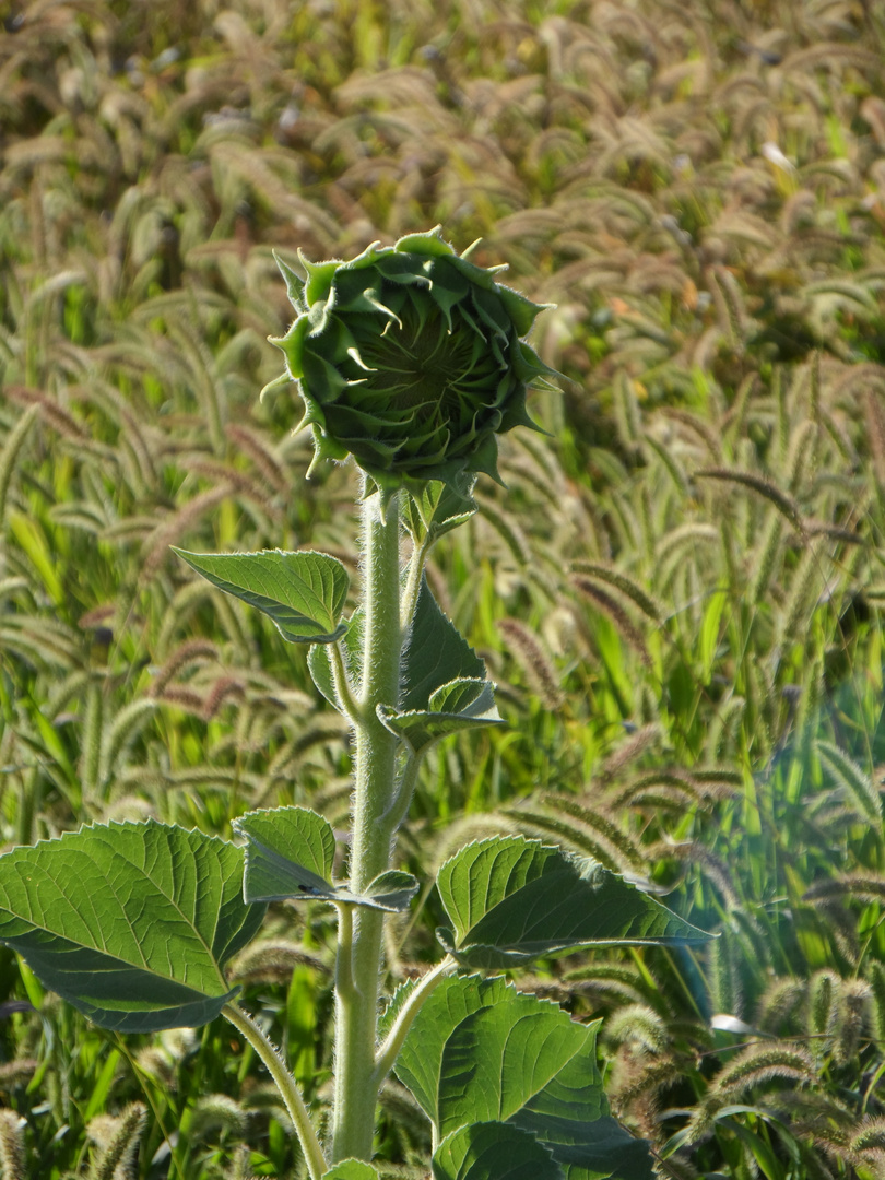 Pimpollo de Girasol