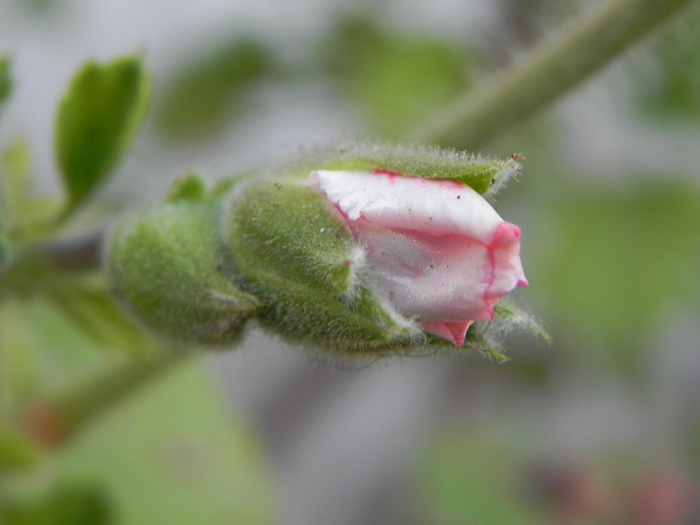 PIMPOLLO DE ROSA