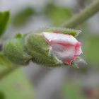 PIMPOLLO DE ROSA