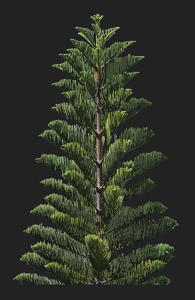 Pin colonnaire  --  Araucaria columnaris