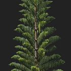 Pin colonnaire  --  Araucaria columnaris