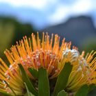 Pin Cushion Protea