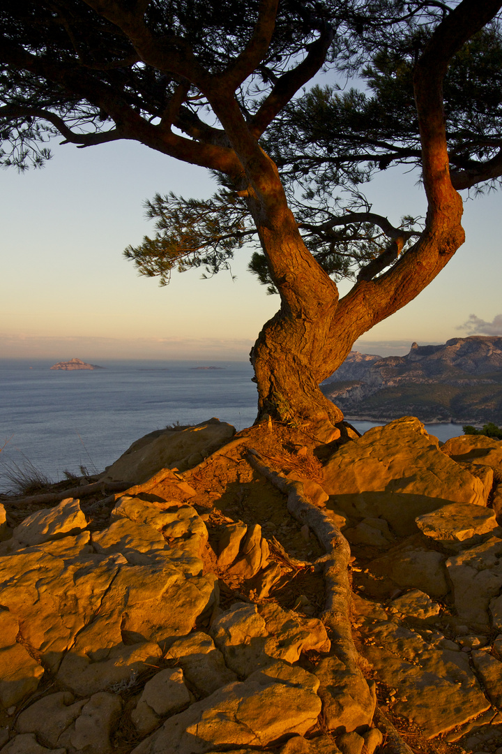 Pin d'Alep au petit matin au dessus des falaises Soubeyranes 2