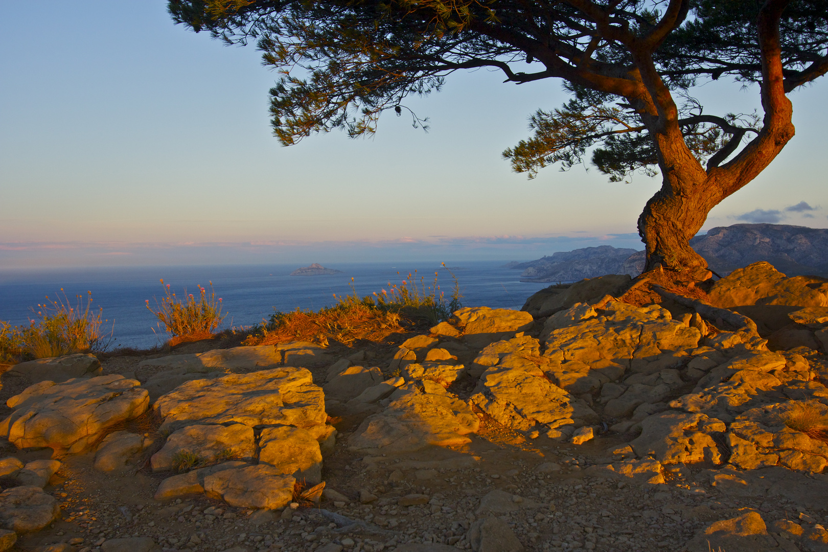 Pin d'Alep au petit matin au dessus des falaises Soubeyranes